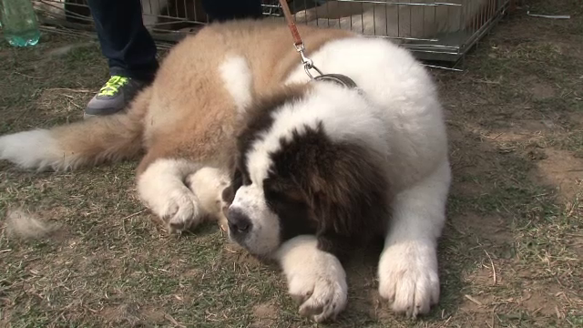 Concurs international canin la Bistrita Nasaud. 500 de caini au defilat si si-au etalat frumusetea si tinuta