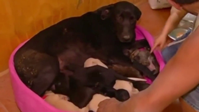 O catelusa din Chile si-a salvat puii dintr-o padure cuprinsa de flacari. Planul inteligent in care i-a implicat pe pompieri