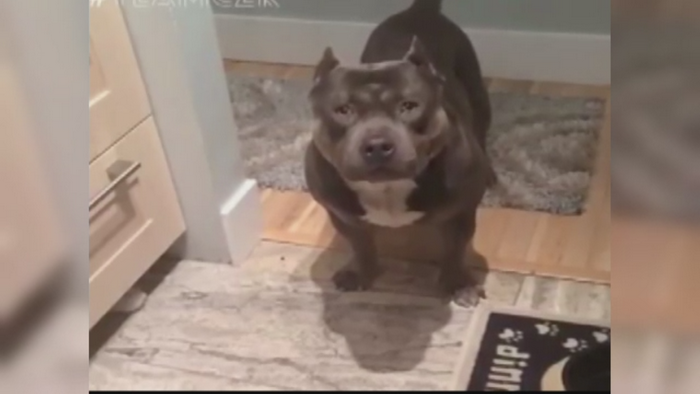 Cainele care stie sa "vorbeasca" si are 32.000 de admiratori pe Facebook. Metoda prin care comunica Cezar