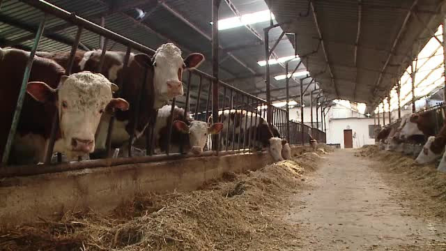 Micii producatori de lapte din Romania au ajuns in pragul falimentului. "Tin vacile in grajd si dau laptele la porci"