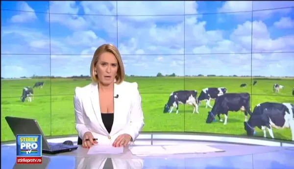 Micii producatori de lapte din Romania, in pragul falimentului. De ce au ajuns sa dea laptele la porci