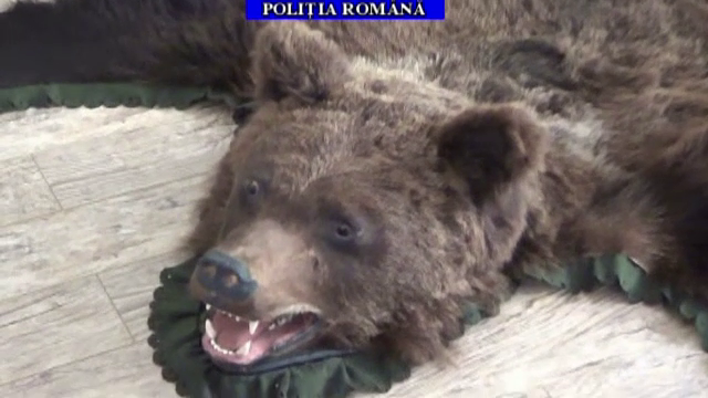 Descinderi ale politistilor prahoveni la suspecti de braconaj cinegetic. Ce au descoperit in casele a patru barbati