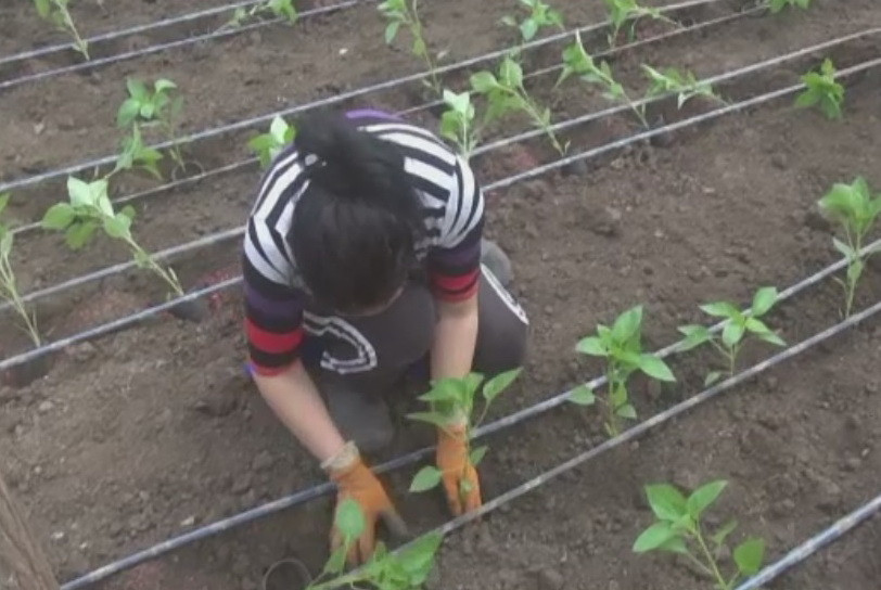 O lege noua le pune bete in roate legumicultorilor. Cum am putea ramane fara produse romanesti proaspete, inaintea Pastelui