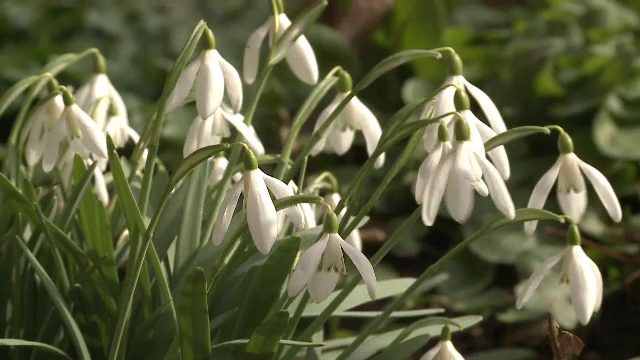Primavara se scurteaza in fiecare an cu 30 de secunde. Anul in care anotimpul va fi cel mai scurt