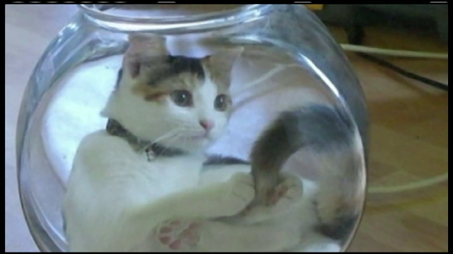 Si-a regasit pisica la 6 ani ani dupa ce a disparut fara urma. Cum a fost recuperata felina