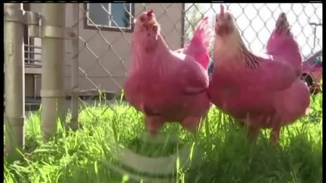 Aceste gaini din orasul american Portland au o culoare extrem de bizara. Nimeni nu stie cum au ajuns asa pasarile. FOTO