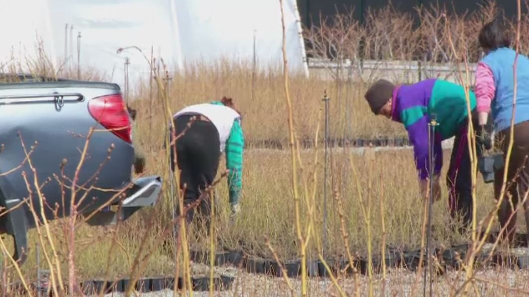 Afinele americane care imbogatesc fermieri romani. Profituri de zeci de mii de euro pe hectar: care este reteta succesului