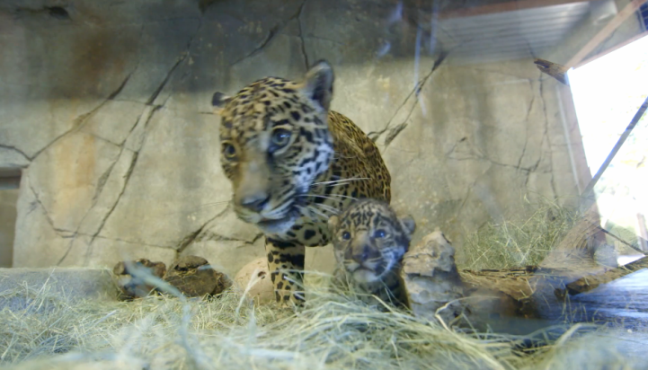 Eveniment la Gradina Zoologica din San Diego. Publicul a vazut pentru prima data puiul de jaguar de doar 2 saptamani