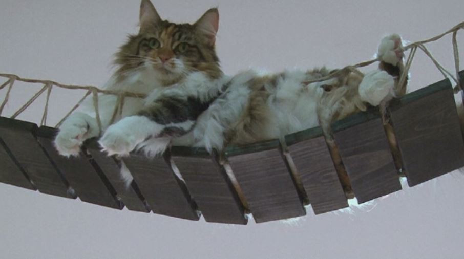 Muzeul pisicilor vii din Singapore. Vizitatorii se pot juca cu micile feline si le pot chiar si adopta