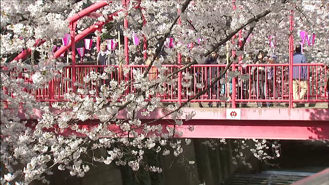 La Tokio a inceput sezonul ciresilor infloriti. Locuitorii capitalei nipone se bucura de un peisaj superb