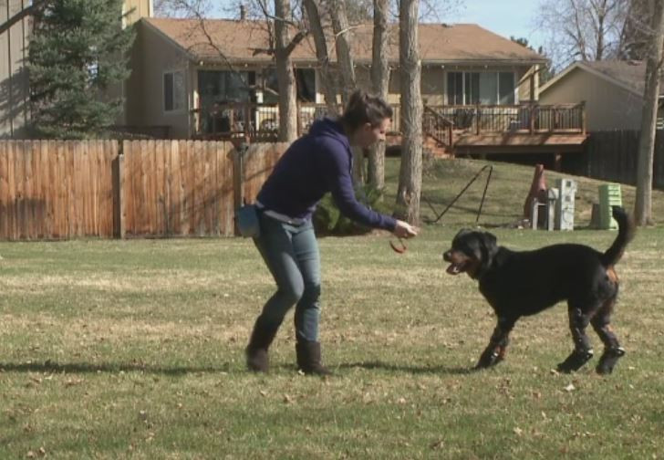 Povestea lui Brutus, rotweilerul caruia fostul stapan i-a amputat singur picioarele. Acum a primit sansa la o noua viata