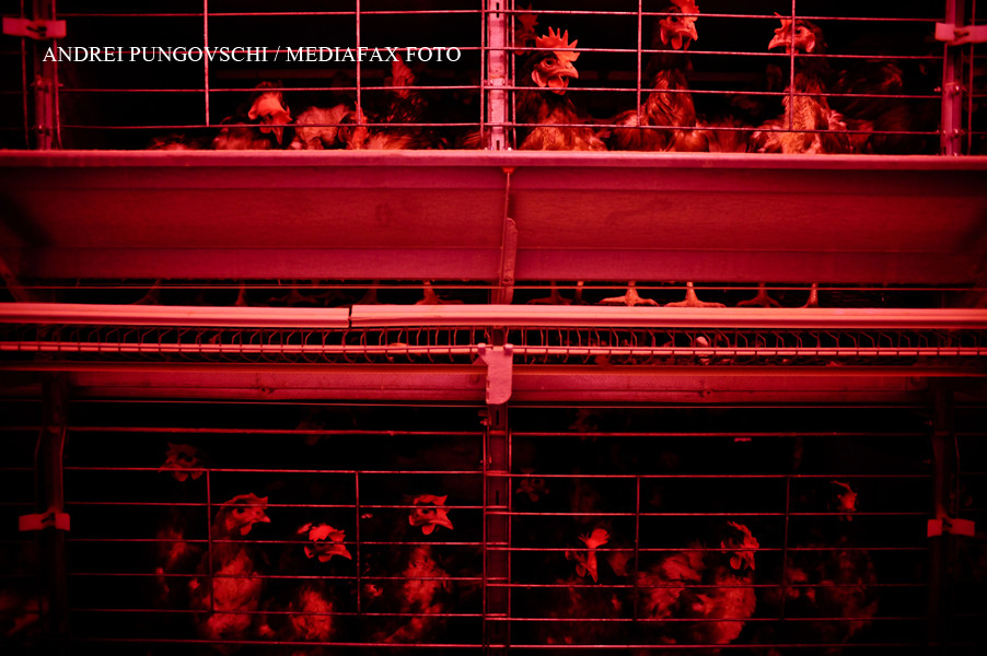 Centru pentru gainile EXPLOATATE, la doi pasi de Bucuresti. Cum arata pasarile dupa un an intr-un mare combinat