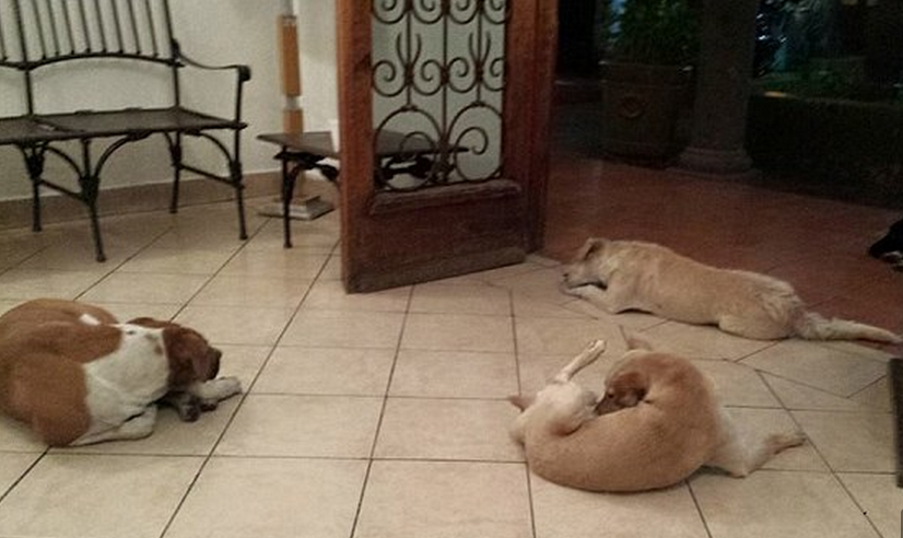 Scene incredibile in Mexic. Maidanezii au aparut la casa de funeralii unde urma sa fie inmormantata femeia care ii hranea