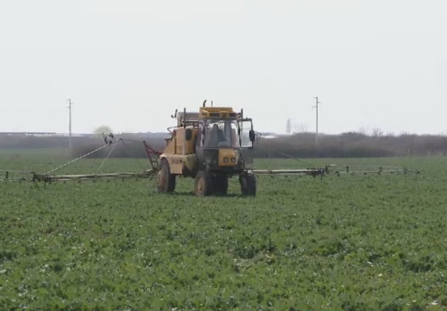 Viata mai buna decat a "capsunarilor" din Spania. Cat ajung sa castige in tara muncitorii sezonieri din agricultura