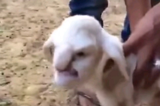 Arata "ca un mos furios cu nasul mare". Creatura ciudata care a venit pe lume intr-un sat din Rusia. VIDEO