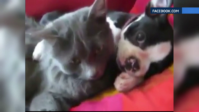 Relatia speciala legata intre o pisica si un caine. Momentele "tandre", surprinse de camera