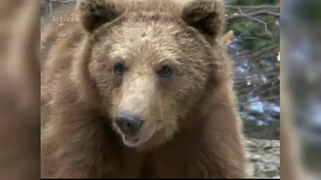Scene de film horror intr-o rezervatie din Rusia. Ce s-a intamplat dupa ce turistii au calcat un urs cu masina. VIDEO