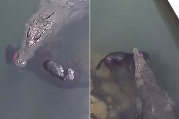 Imagini socante. Caine omorat de un aligator in SUA: oamenii l-au filmat cand fugea cu prada in apa