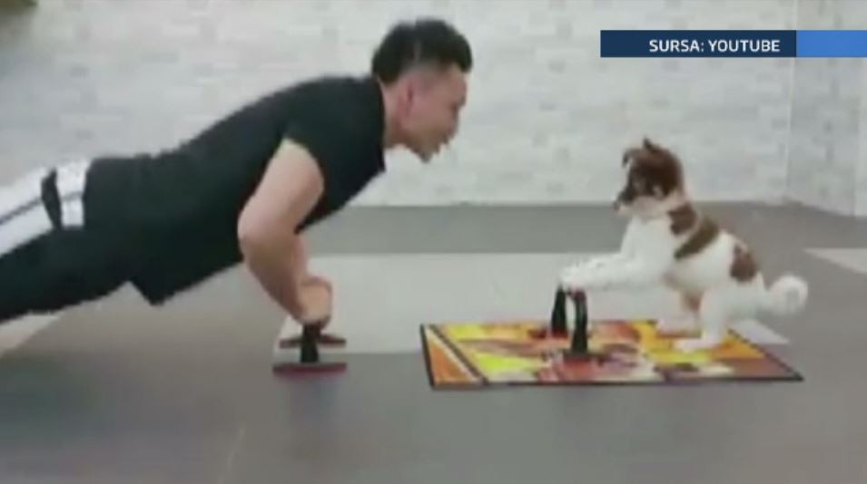 Imaginile care s-au viralizat peste noapte. Tenny, catelul din Hong Kong care stie sa faca flotari. VIDEO