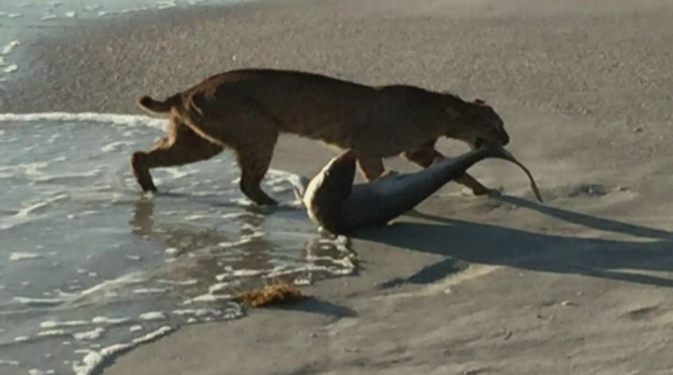 Imagini incredibile filmate in SUA. Un ras a reusit sa prinda un rechin: ce s-a intamplat in secundele urmatoare. VIDEO