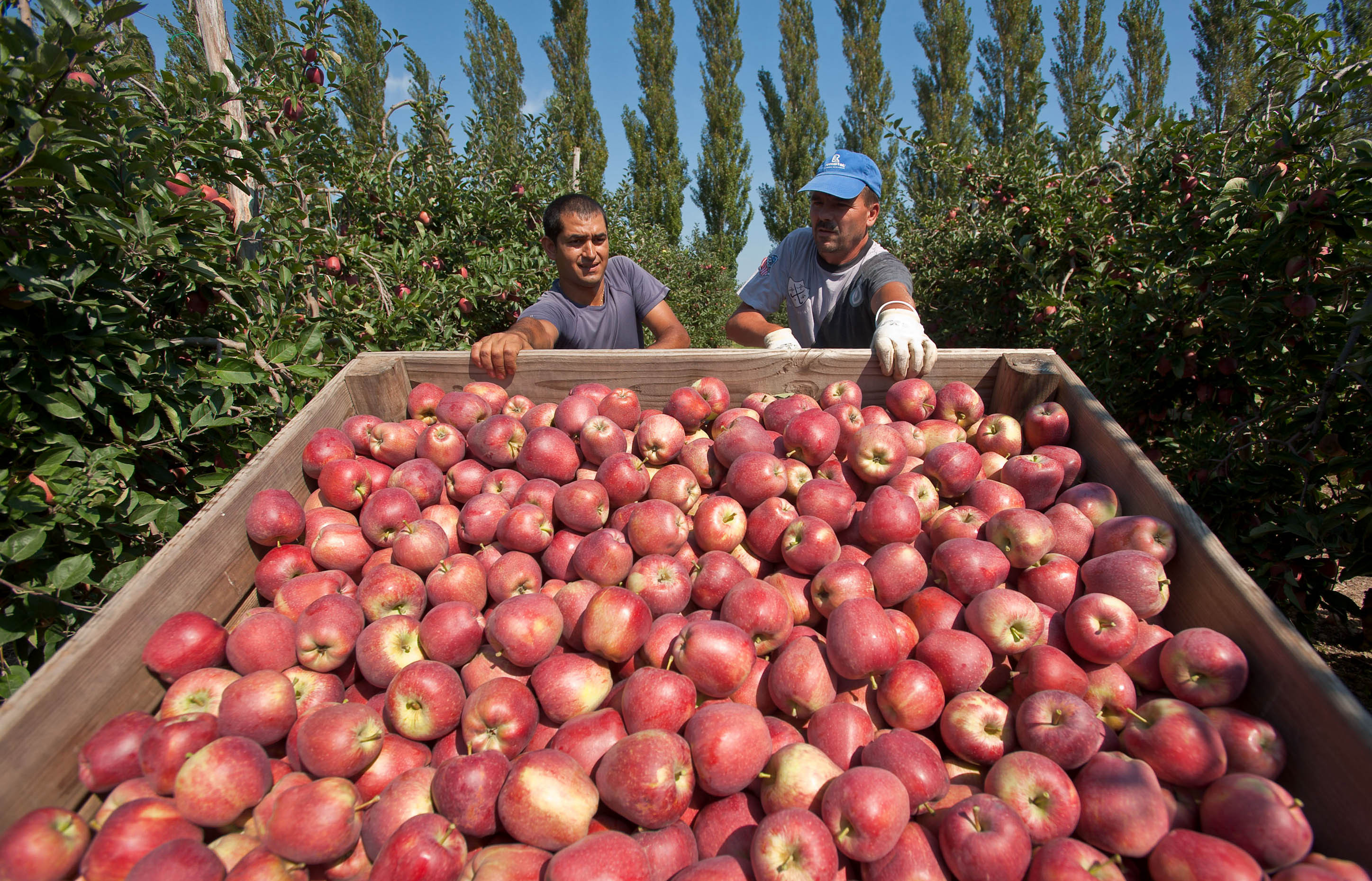 Lovitura primita de Moldova din partea Rusiei. Pierderi uriase dupa embargo-ul asupra fructelor si legumelor
