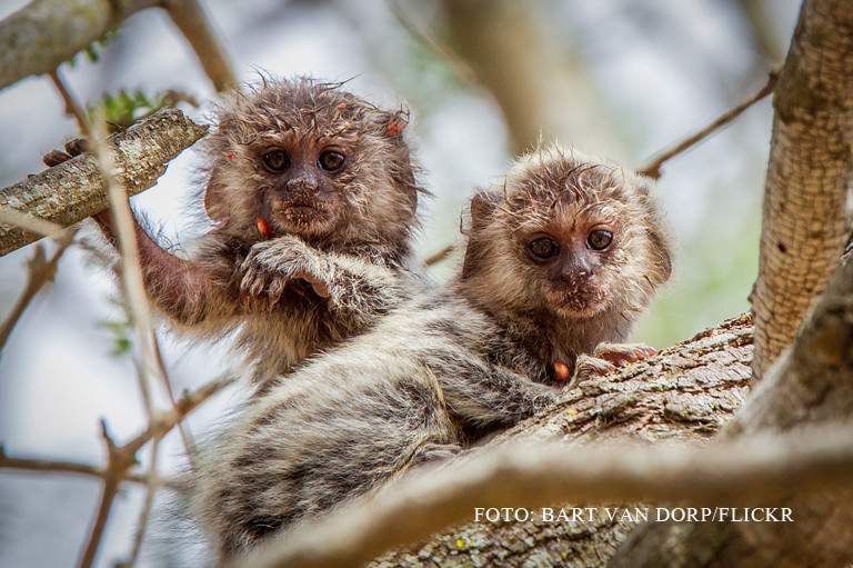 Conflict diplomatic mutat la ZOO. 4 maimute din Suedia nu au fost lasate sa intre in Arabia Saudita