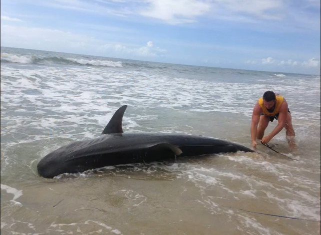"Mainile imi sunt pline de basici si julituri". Povestea incredibila a unui tanar care a prins un rechin de 4 metri. VIDEO