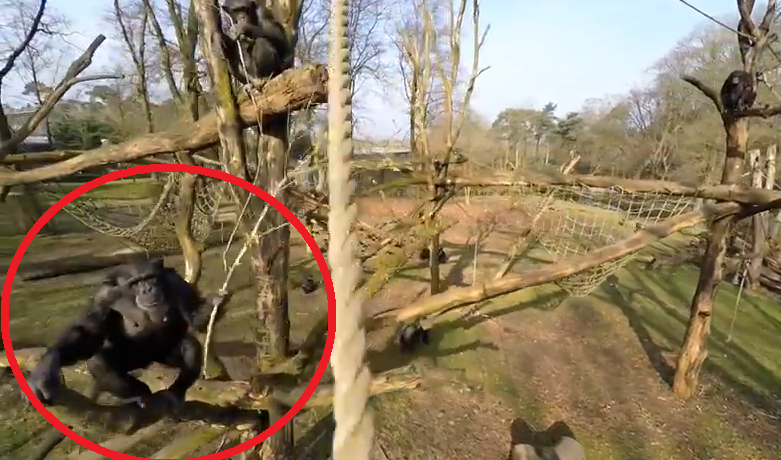 Gradina Zoologica din Olanda a vrut sa-si filmeze animalele cu o drona. Ce s-a intamplat dupa ce o maimuta a vazut gadgetul