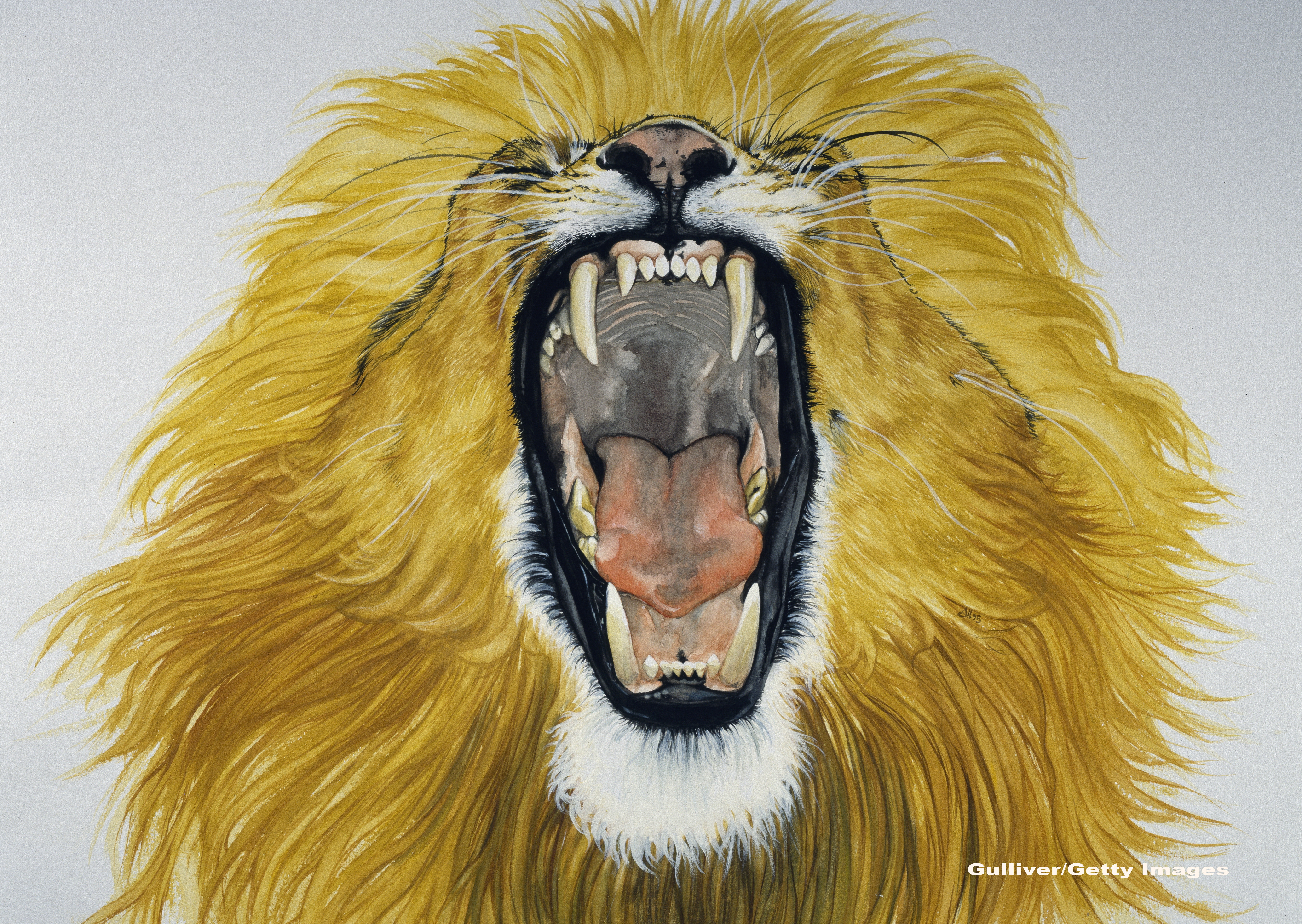 Si-a riscat viata pentru o imagine. Un fotograf a stat fata in fata cu un leu furios, reusind o captura aproape unica