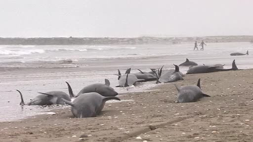 Criza delfinilor care au esuat in Japonia naste teorii. Fenomenul se repeta mereu cu cateva zile inainte de un mare cutremur