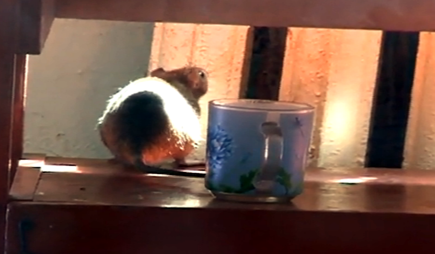 Sobolanii mananca din farfuriile pacientilor si dorm in salon cu ei. Imagini filmate intr-un spital din R. Moldova. VIDEO