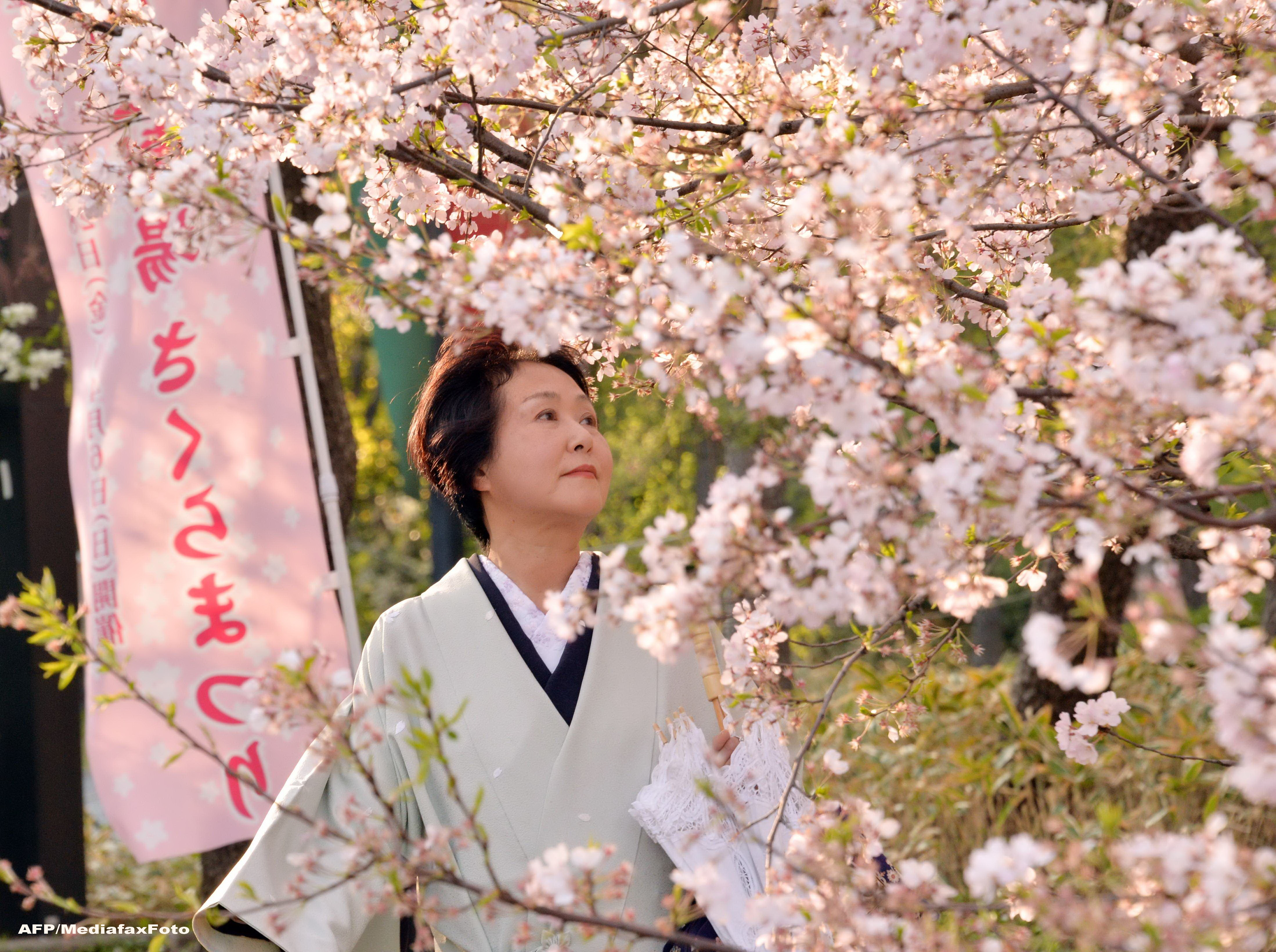 Japonia vrea sa devina tara cu cel mai mare turism din lume. Cati bani se castiga din "Hanami", sezonul ciresilor infloriti