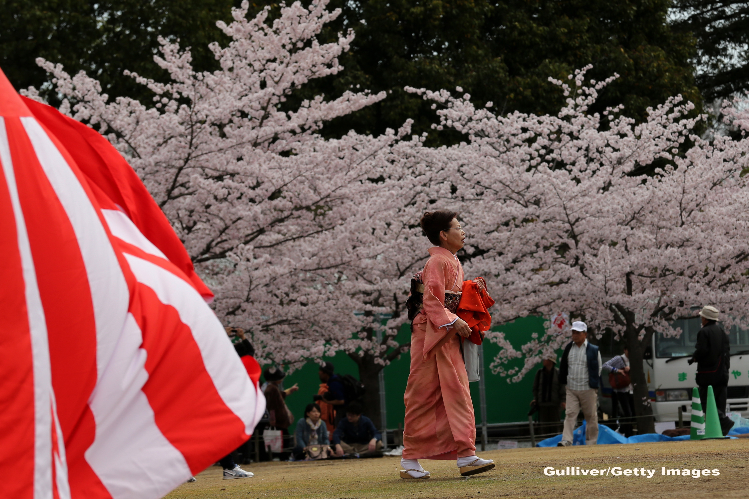Ciresi infloriti in Japonia