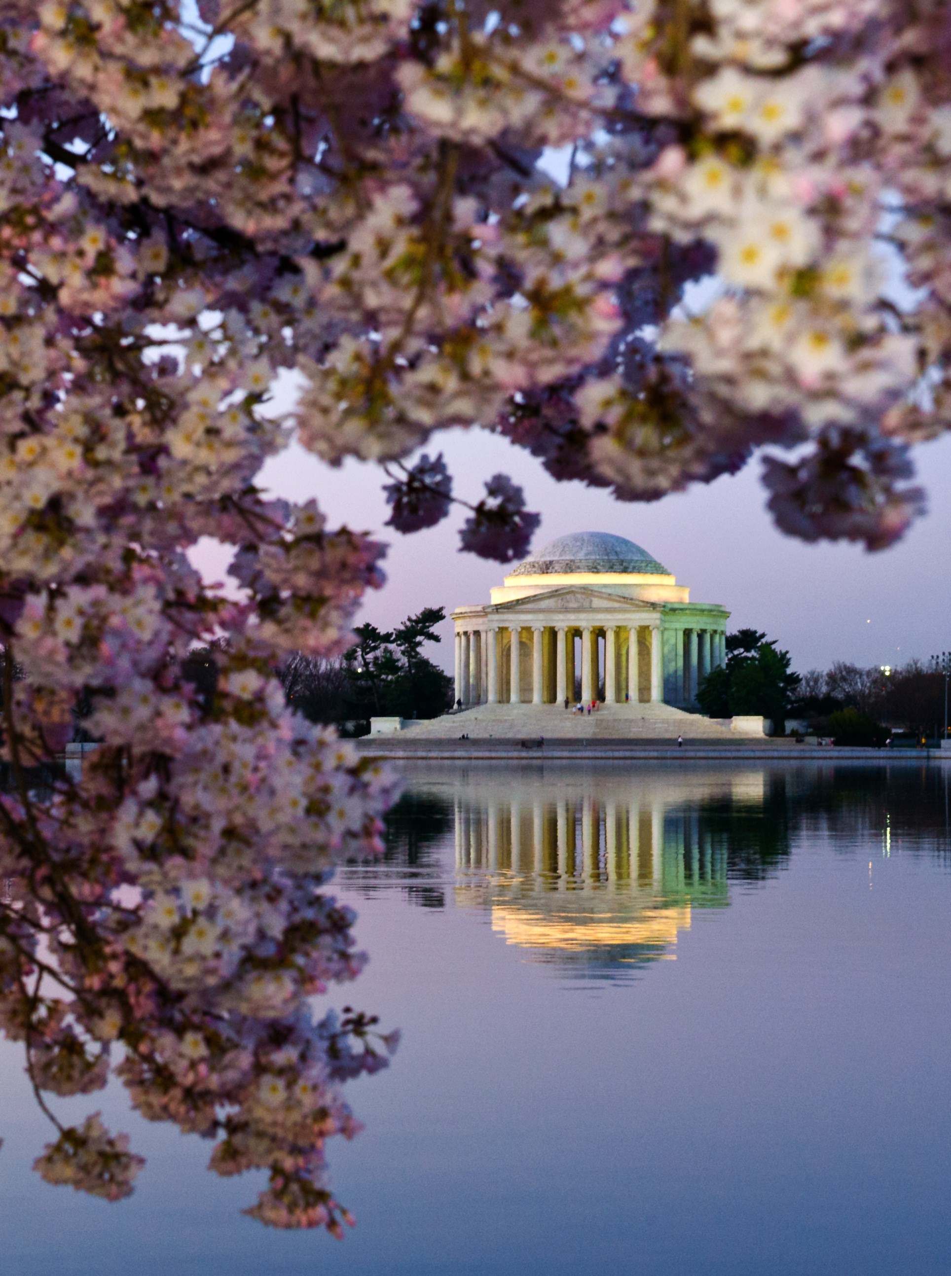 Ciresi infloriti in Japonia