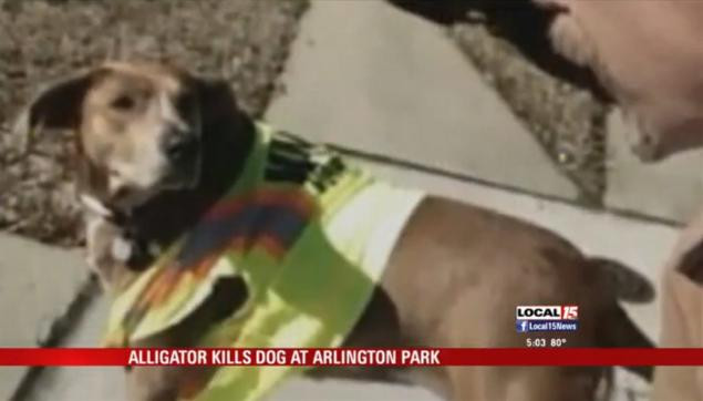 Momente de groaza in SUA. Un crocodil a iesit din apa si a mancat un caine de 45 de kilograme