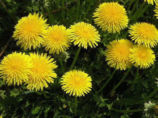 Papadia face miracole. Trateaza doua boli grave. Iata reteta