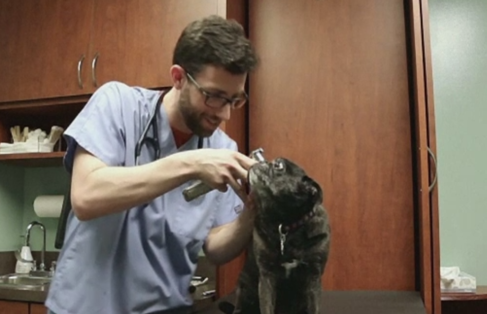 Epidemie de gripa canina peste ocean. Carantina in mai multe orase dupa ce cabinetele veterinare s-au umplut de catei bolnavi