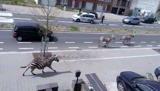 Trei zebre scapate de la o ferma au fost urmarite de politie pe strazile din Bruxelles. VIDEO