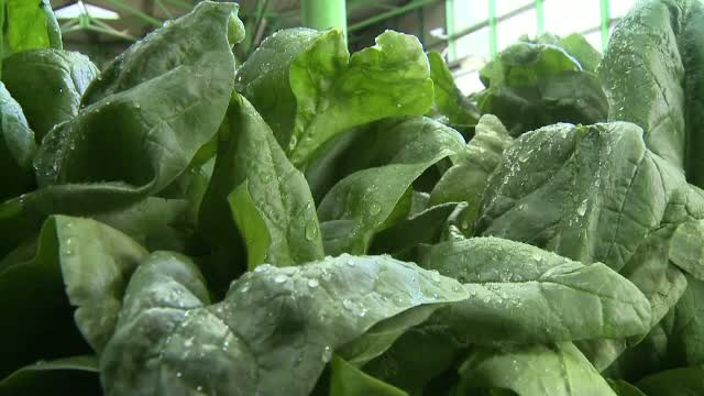 Agricultorii care s-au apucat sa cultive spanac au avut castiguri mai mari decat sperau. Cat costa o afacere "sanatoasa"