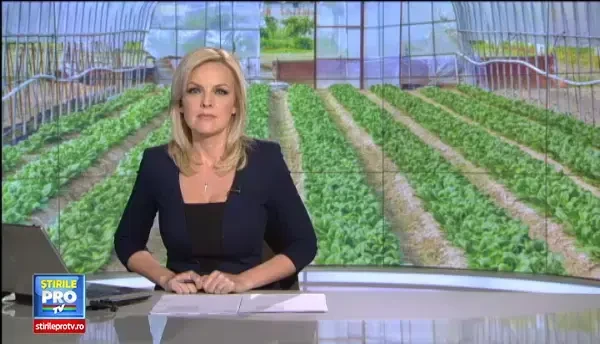 Agricultorii care s-au apucat sa cultive spanac au avut castiguri mai mari decat sperau. Cat costa o afacere