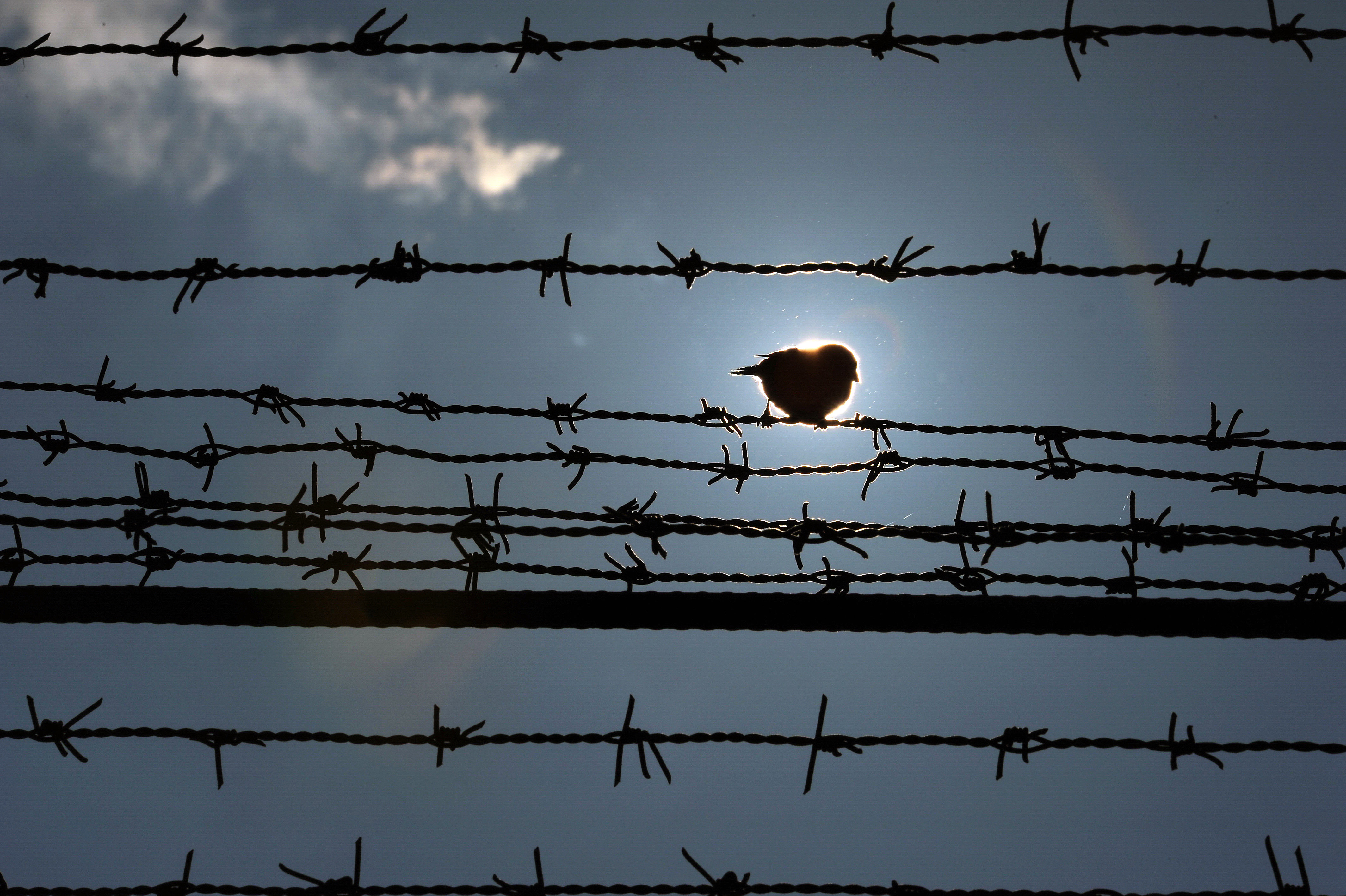 Un detinut a evadat de la Penitenciarul de maxima siguranta Colibasi. Unde a fost prins mai tarziu