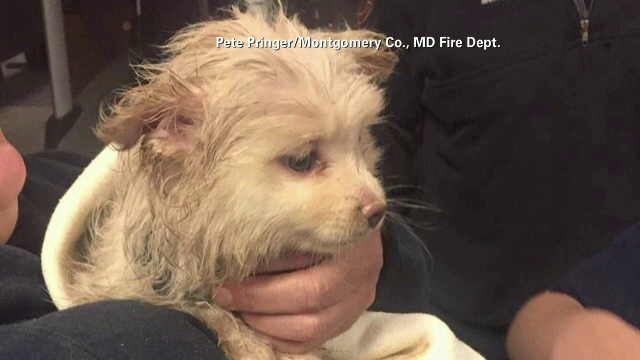 Un catelus le-a dat de lucru pompierilor din SUA. Animalul a cazut intr-o conducta si salvarea lui a durat o noapte intreaga