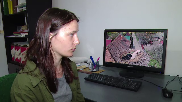 Tehnologia a ajuns si in cuibul unor berze din Mures. Cum sunt utilizate camera video si dispozitivul GPS