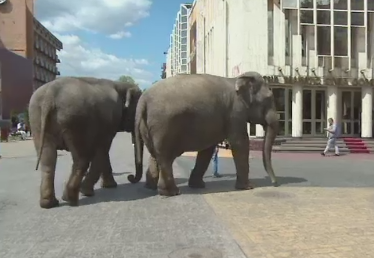 Entuziasm pe strazile din Targu Jiu, unde doi elefanti s-au plimbat nestingheriti printre localnici