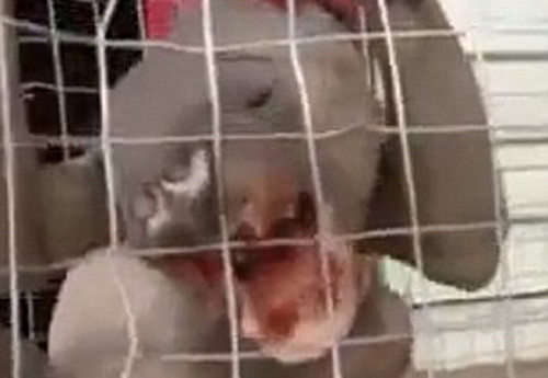 O creatura misterioasa capturata in China, filmata in timp ce incearca sa scape din captivitate. VIDEO