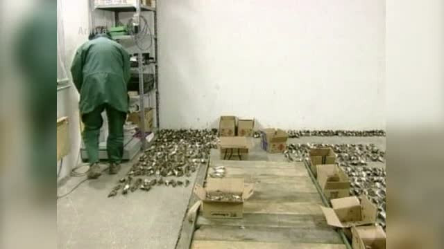 ONG-urile atrag atentia asupra masacrului ciocarliilor din Romania. Noua lege a vanatorii ar putea duce la decimarea lor