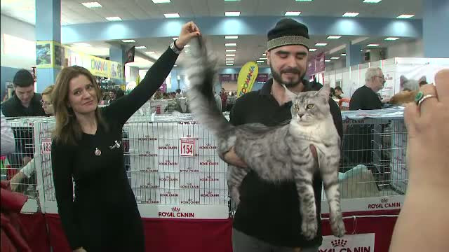 Cele mai cochete pisici se intrec la concursul "SofistiCAT", organizat la Bucuresti. Exemplarul care a furat toate privirile