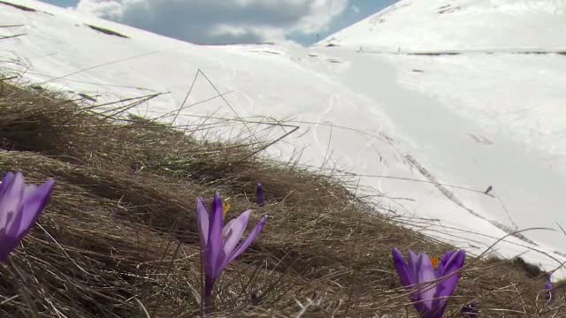 Schi printre branduse inflorite, soare si plaja. Turistii de la Cota 2000 din Sinaia s-au bucurat de ultima zapada din an