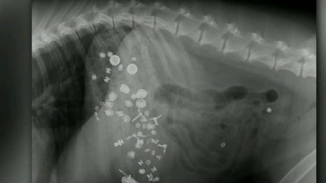 Un catel din SUA a supravietuit, dupa ce a mancat 3 ceasuri. Stapanul: "Stia, probabil, ca vreau sa imi cumpar unul nou"