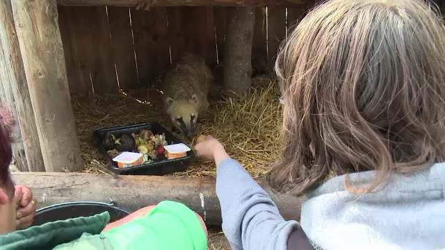 Adoptia la distanta, metoda prin care oricine poate avea grija de un animal exotic. Ce indatoriri au "parintii adoptivi"